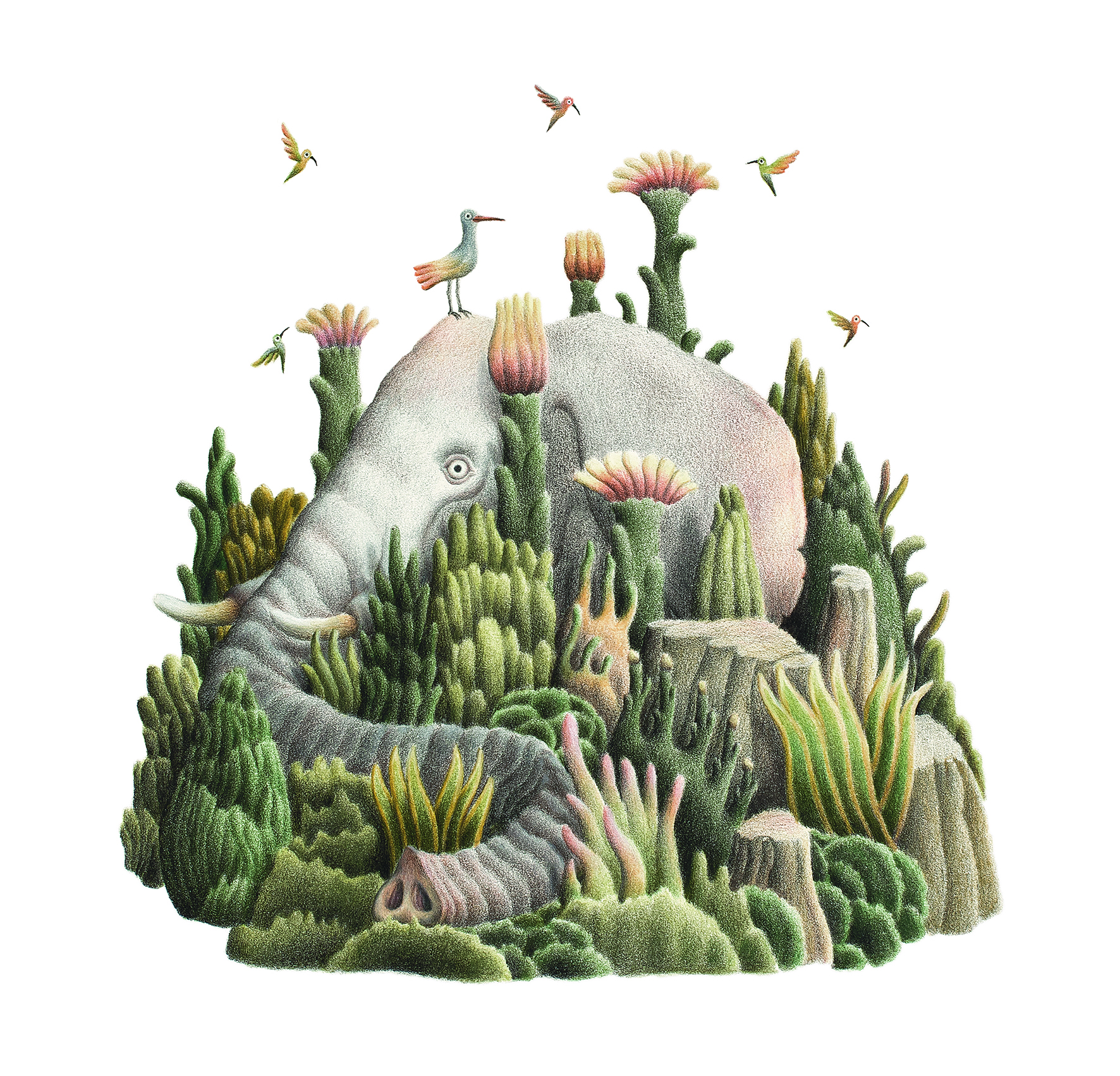 elefante Indiano.jpg