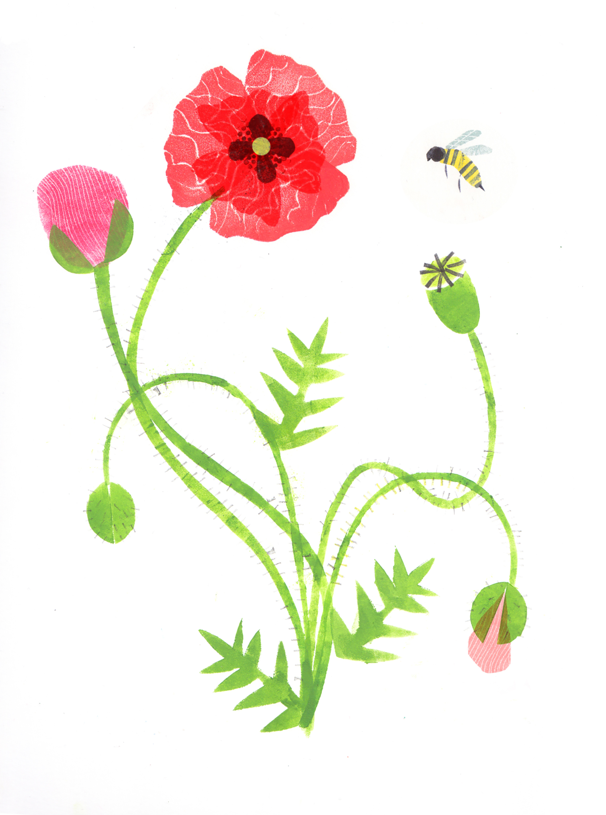 papavero+ape_bassa.jpg
